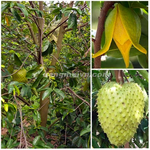 Mãng Cầu Xiêm
