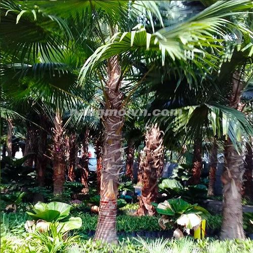 Cây Kè Đỏ