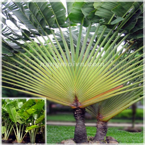 Chuối Rẻ Quạt