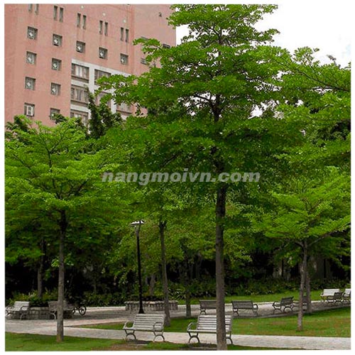 Bàng Đài Loan