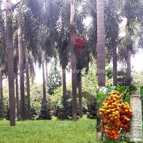 Cau Đuôi Chồn
