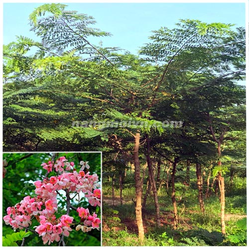 Muồng Hoa Đào