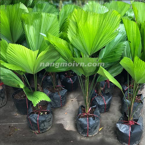 Cây Kè Nhật