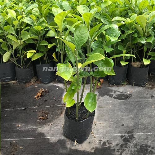 Cây Ắc Ó