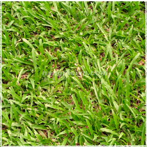 sample photo