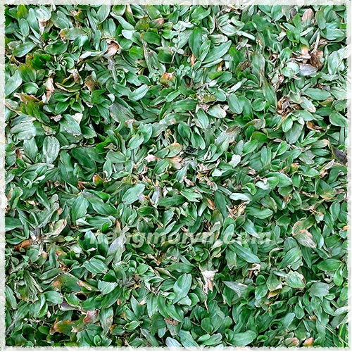 Cỏ Lá Gừng Thái