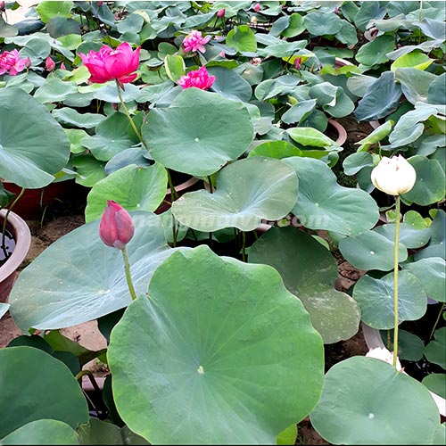 Cây Hoa Sen