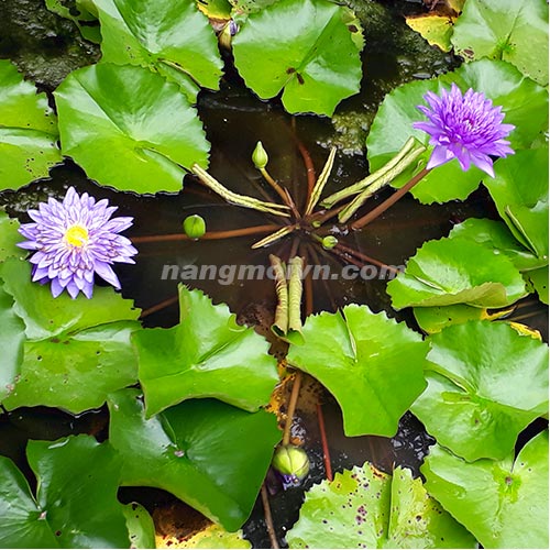 sample photo