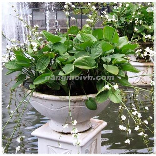 sample photo