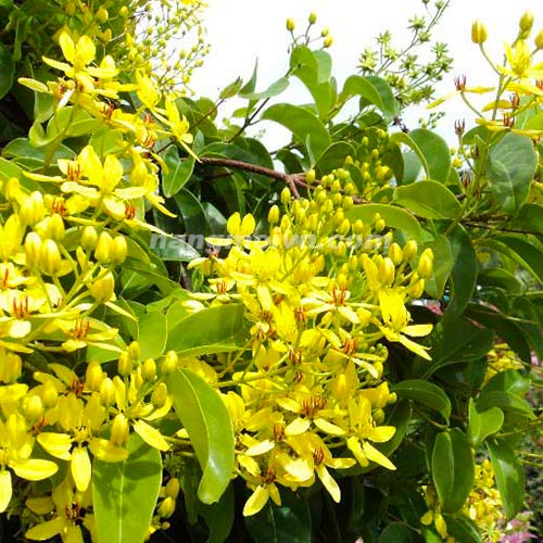 Mai Hoàng Yến