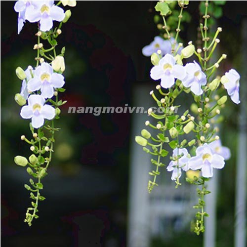 Cát Đằng Lá nhỏ