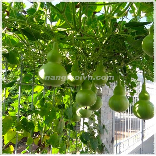 Bầu Hồ Lô
