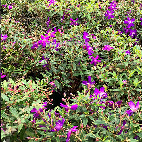 sample photo