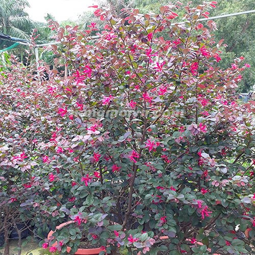 Cây Hoa Hồng Phụng