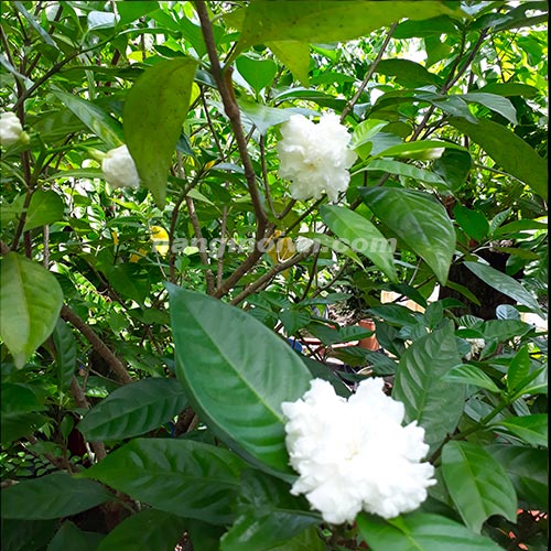 Lài Tây Hoa Kép