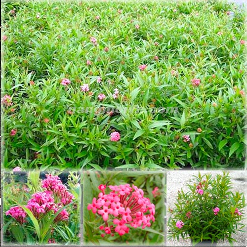 Cây Liễu Hồng