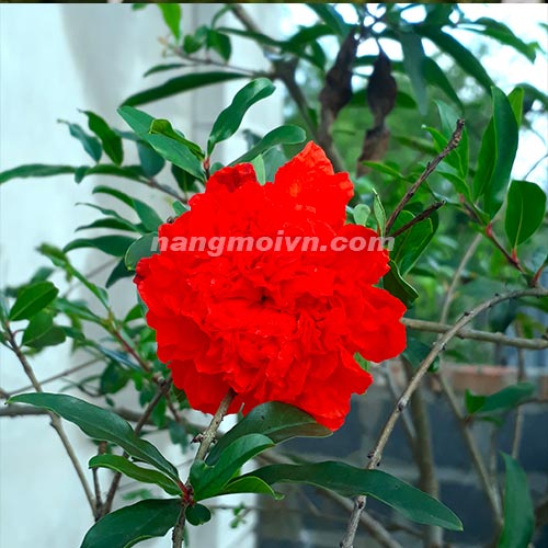 Cây Lựu Hạnh