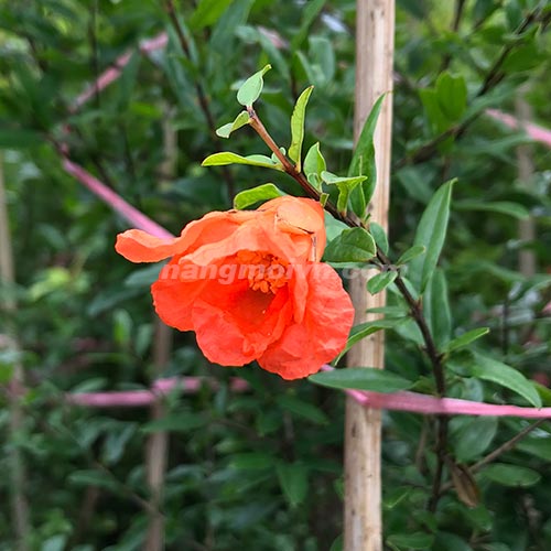Cây Lựu Trái
