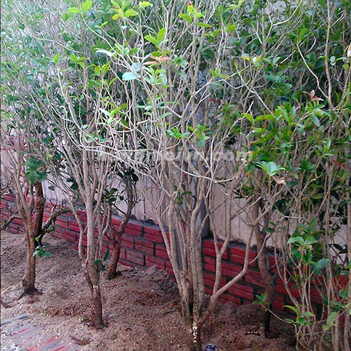 Hoa Mộc Hương