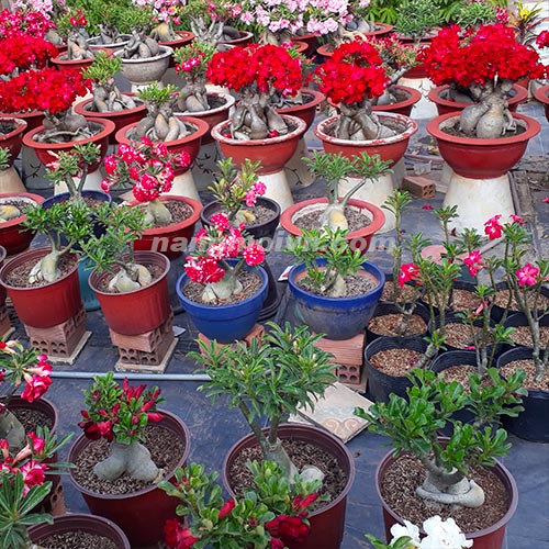 Hoa Sứ Thái