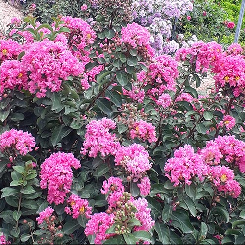 sample photo