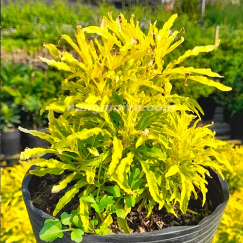 sample photo