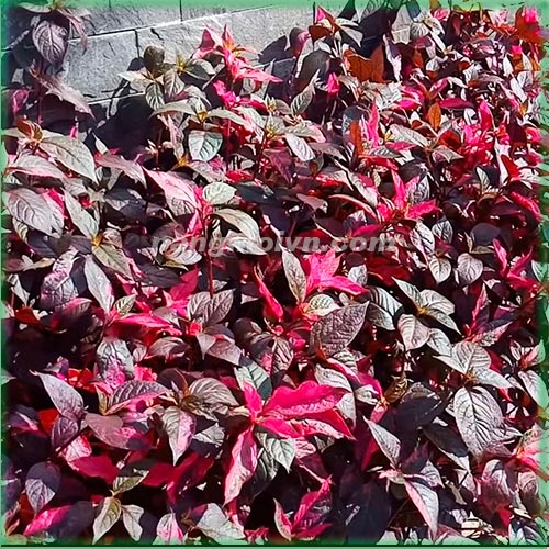 sample photo
