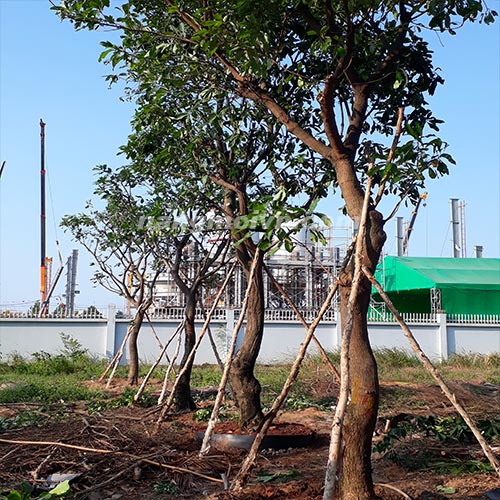 Cây Lộc Vừng