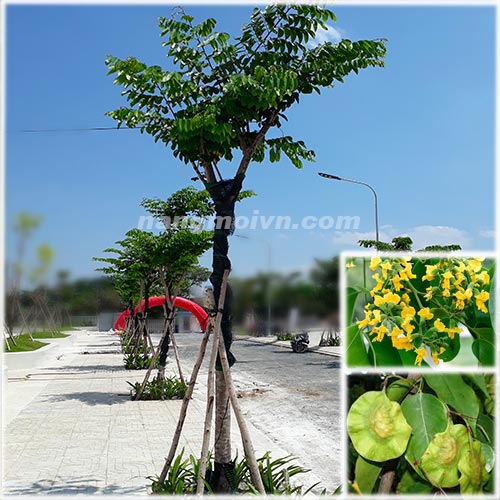 Cây Giáng Hương