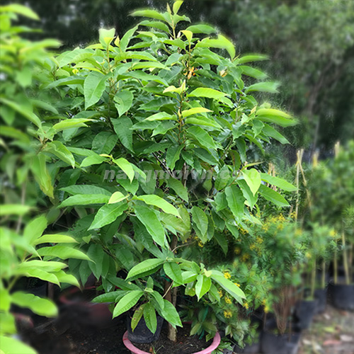 sample photo