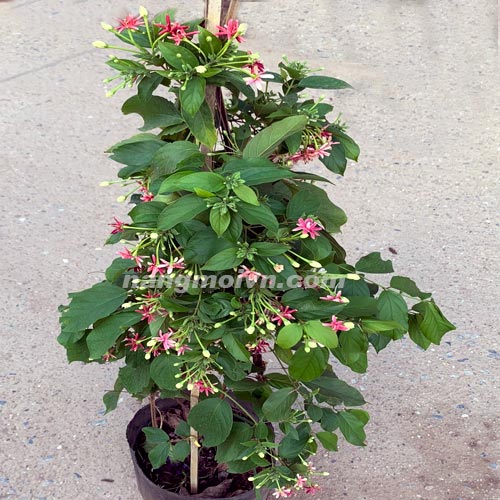 sample photo