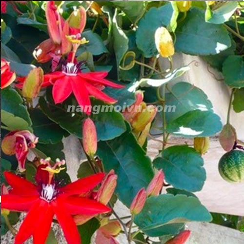sample photo