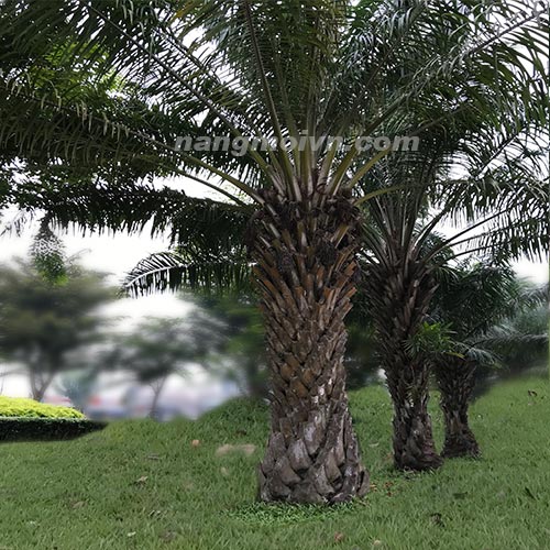 Cây Cọ Dầu