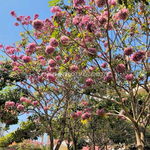 Cây Kèn Hồng