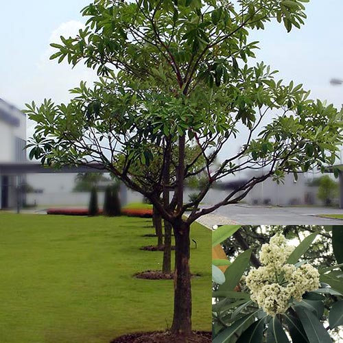 Cây Hoa Sữa