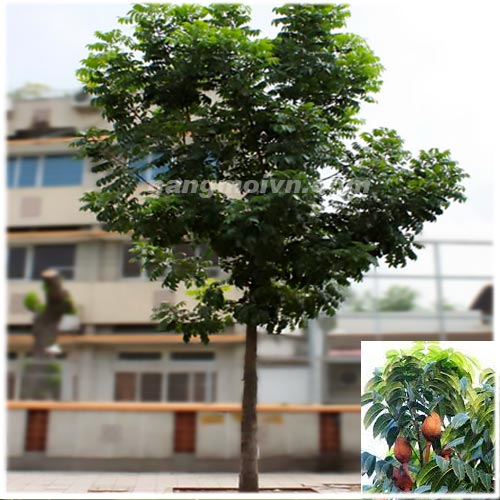 Cây Nhạc Ngựa