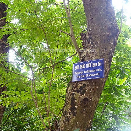 Sưa Đỏ