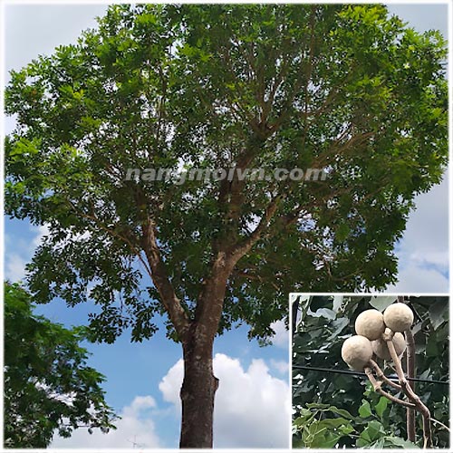 Cây Xà Cừ