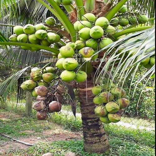 Cây Dừa