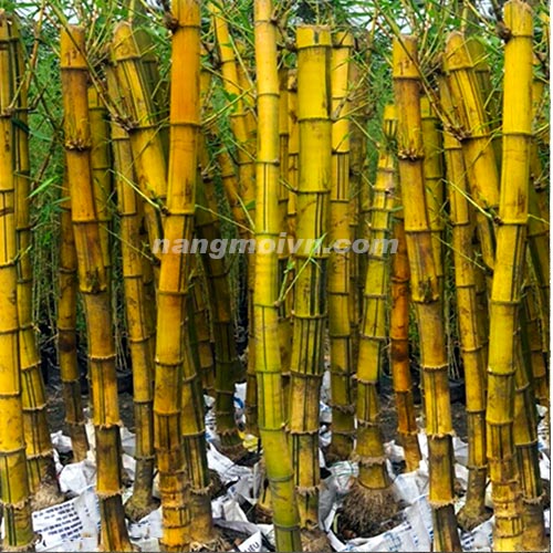 Tre Sọc Vàng